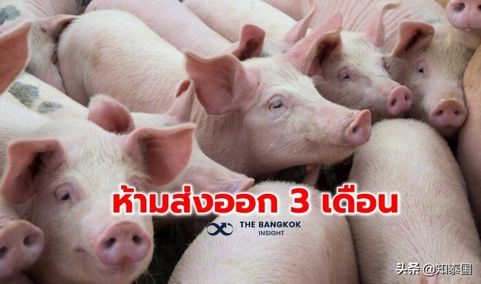 猪价猛涨,泰国商务部禁止出口生猪3个月