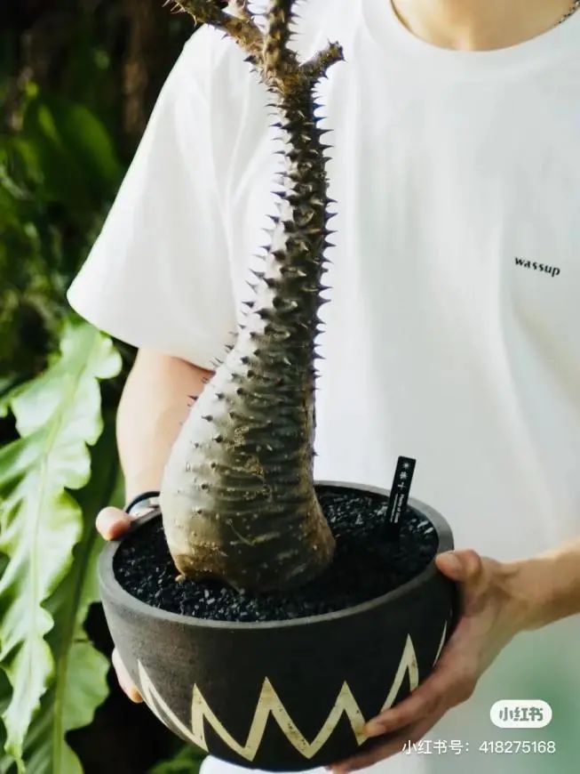 潮流圈开始“炒”植物了？花盆竟高达三四万