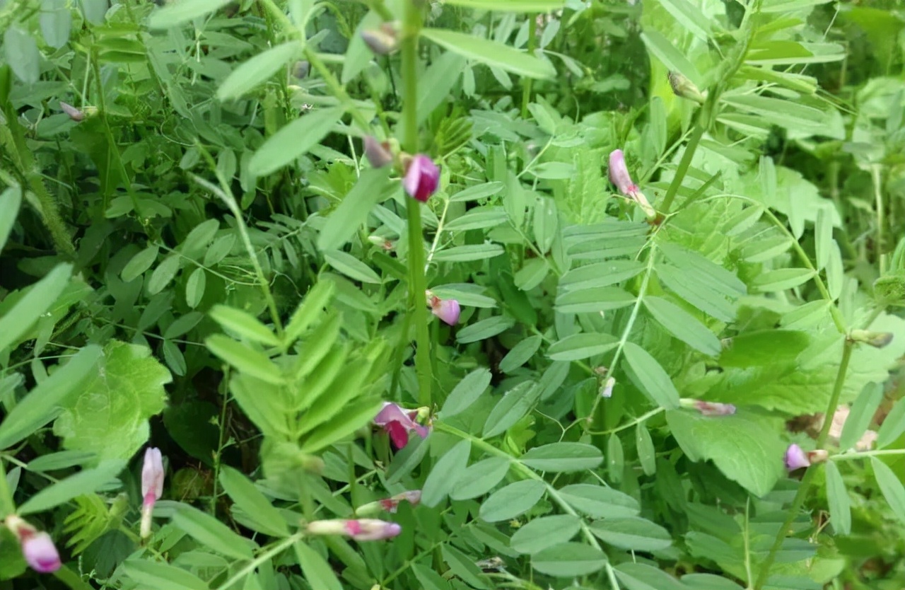 31種野菜大合集，帶你認識不同的野菜和吃法，你想要的野菜這裡有