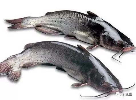 亚硝酸盐对鱼的毒性机理及其应对措施
