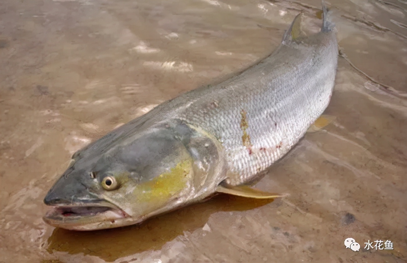 (鳡鱼)鳡鱼,"鳡"音同"感",俗称鳡棒,水老虎,大口鳡等,分布非常广泛