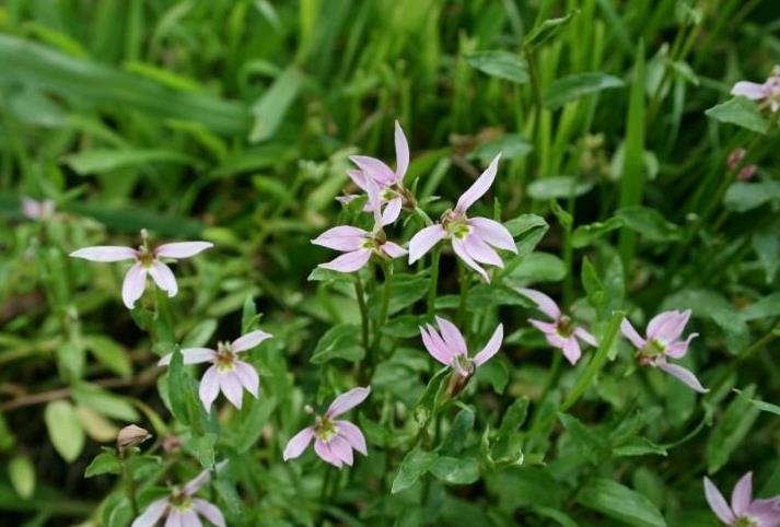 问:半边莲图片(半边莲图片大全)最新消息动态公布-北斗民商大数据