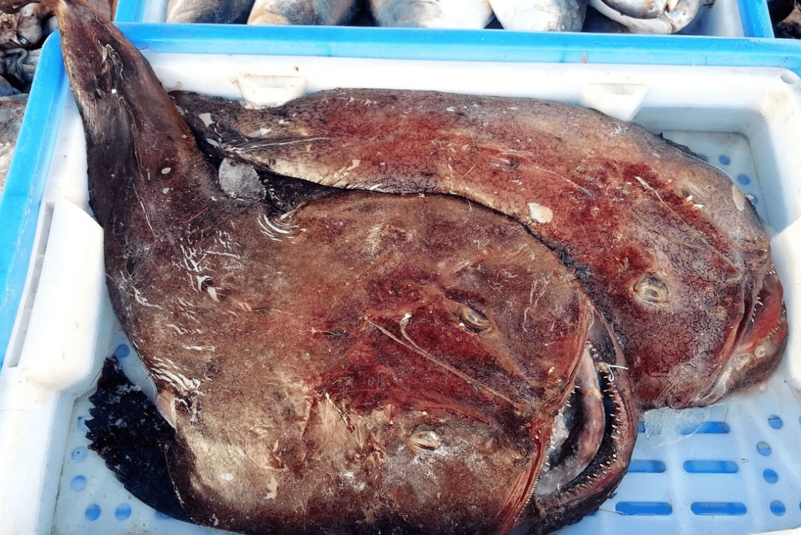 海鱼有哪些品种海鱼的6种品种详解