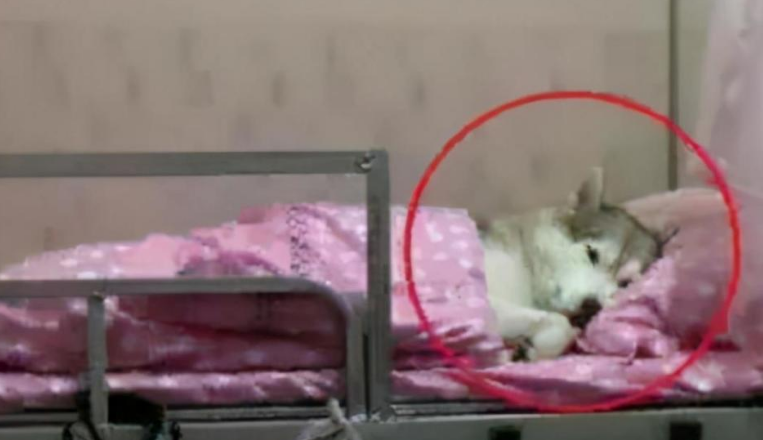 大学男生宿舍“违禁品”走红，种类很全，连“二师兄”也来凑热闹