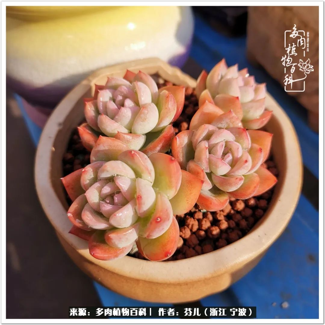 寒风拂叶黄 多肉渐红妆 天天看点
