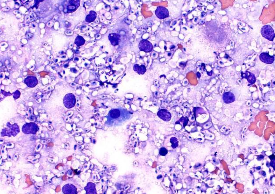 �ж�ŵ�������ֵ�����������̷��䡱��ֳ���п��ܳ�Ϊ����ڿƼ�