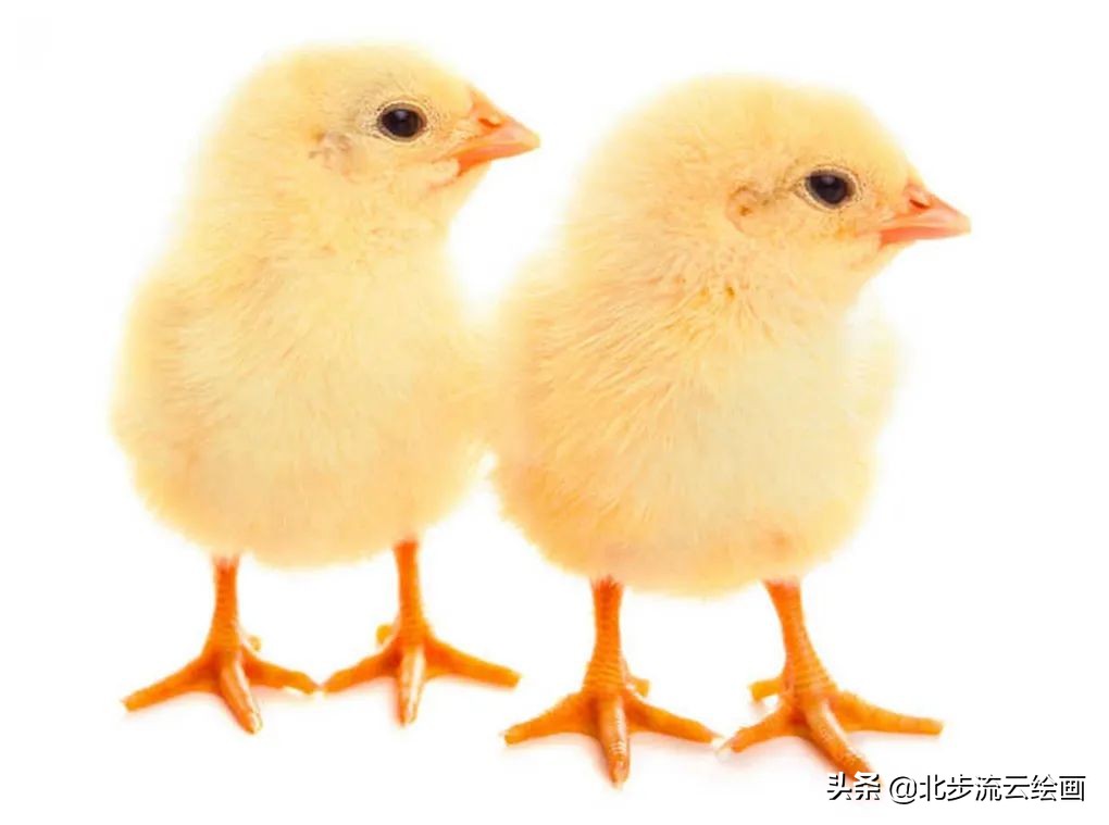可爱小鸡儿童简笔画教程：轻松学会画萌萌小鸡