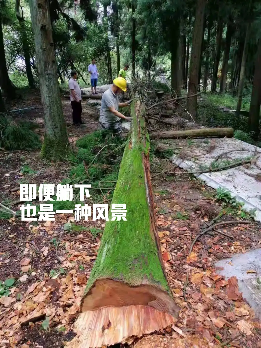 张家界国家森林公园的原始森林大批古树被砍伐