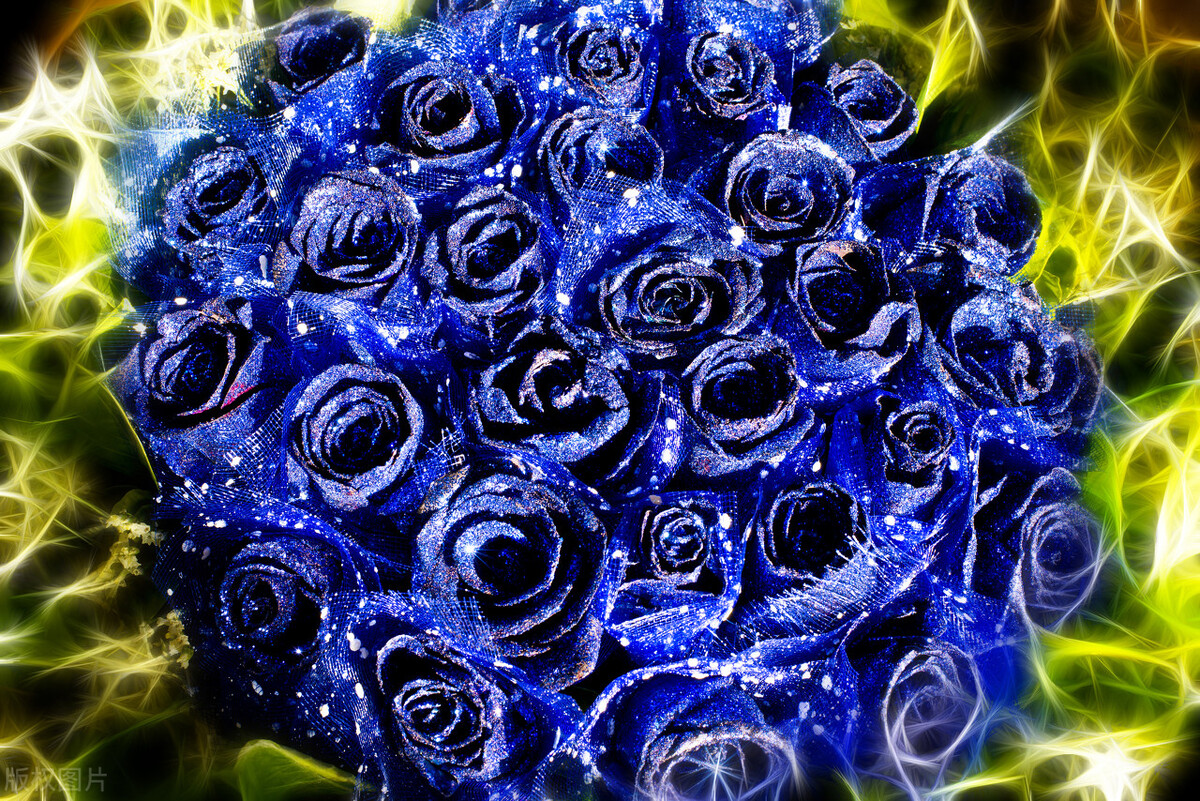 花语大全-蓝色妖姬的花语是什么？