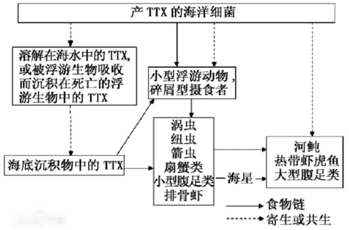 浙江一公职人员用河豚毒杀妻，但河豚自身并无毒素，剧毒从何而来