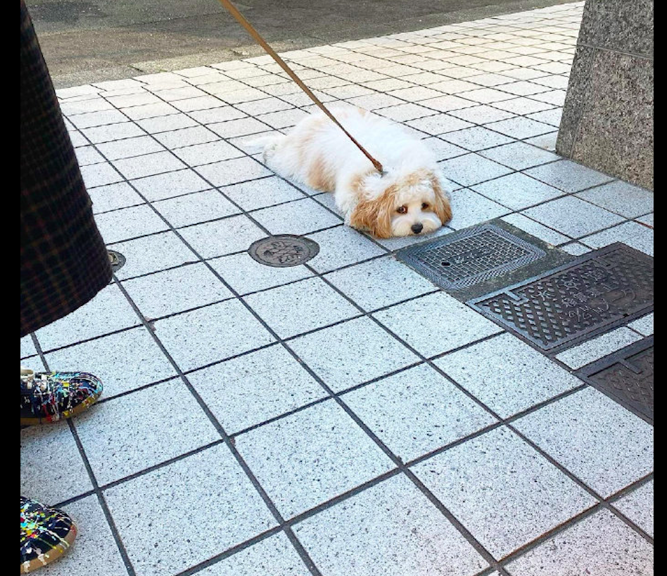 每次主人散步要带狗狗回家，它都会和地板融为一体了：我不回去嘛