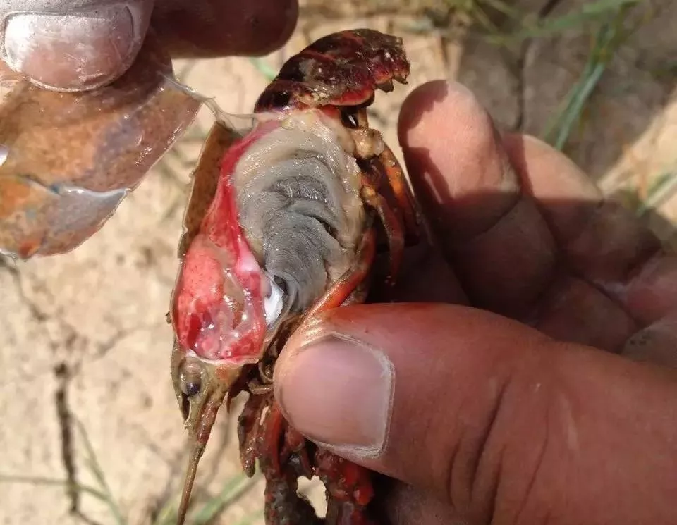 养殖小龙虾的十四种常见疾病及其防治方法
