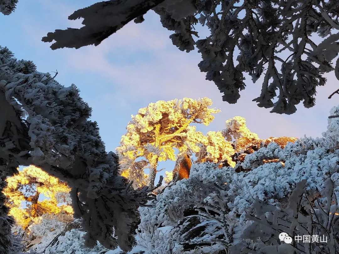 黄山雪后初霁,日出云海齐现美如仙境