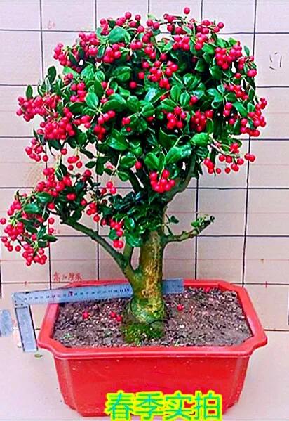 大型枸骨树盆景(枸骨树盆景制作技术)-花卉知识网