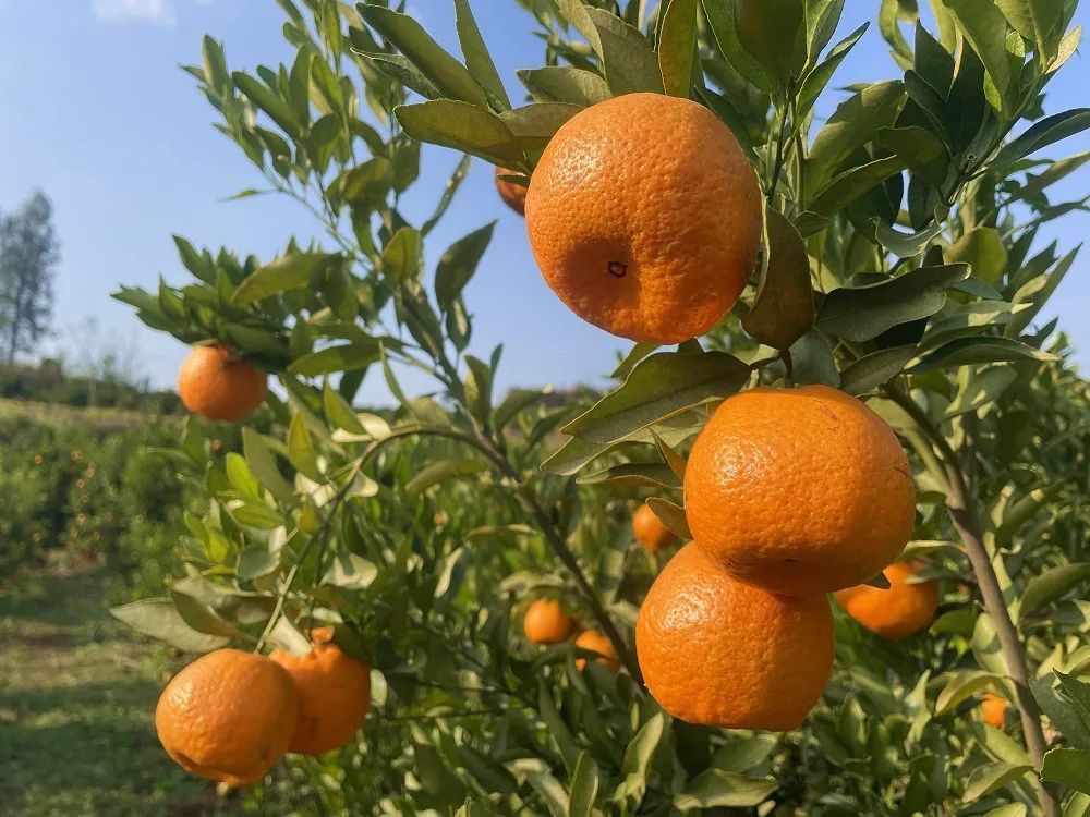 乡村振兴# 东川姑海芦柑开园采摘