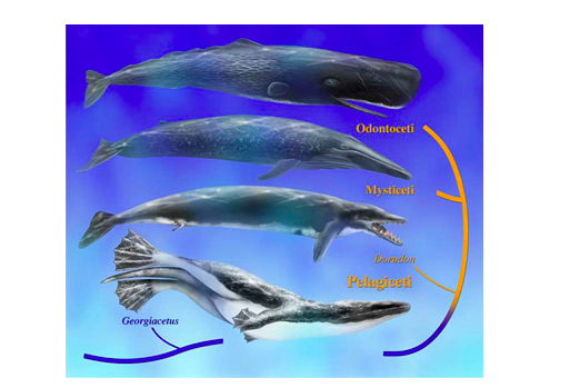 海豚是哺乳动物吗，哺乳动物生殖器为什么在后部？
