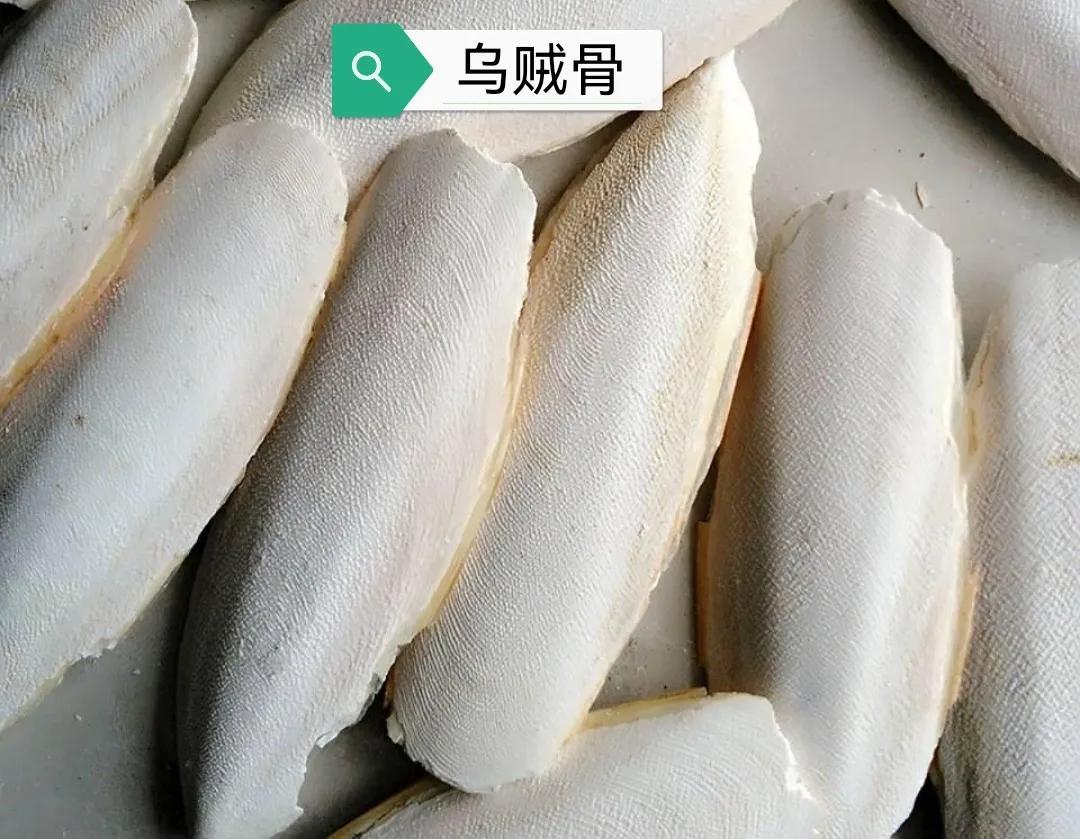 中药古今研究：乌贼骨