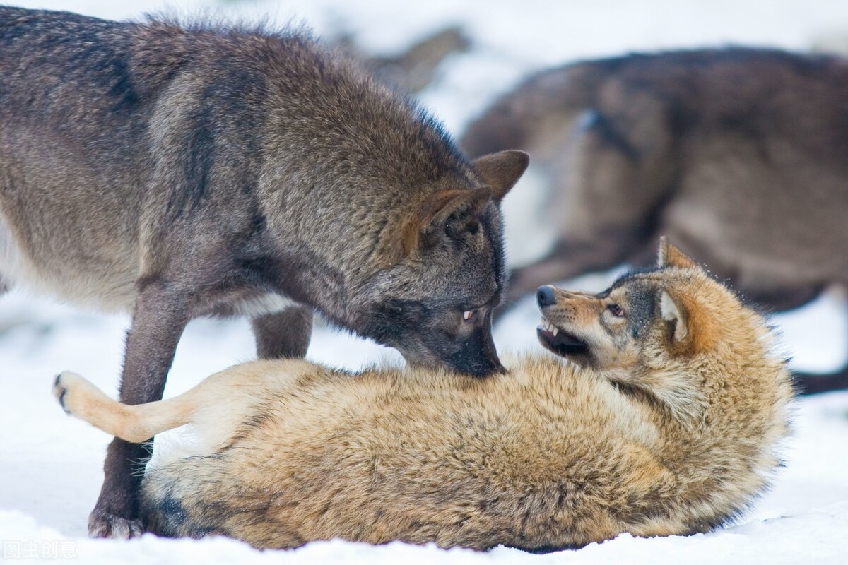 狼语解密：狼的3种不同语言，800万年来狼群是如何相互交流的？