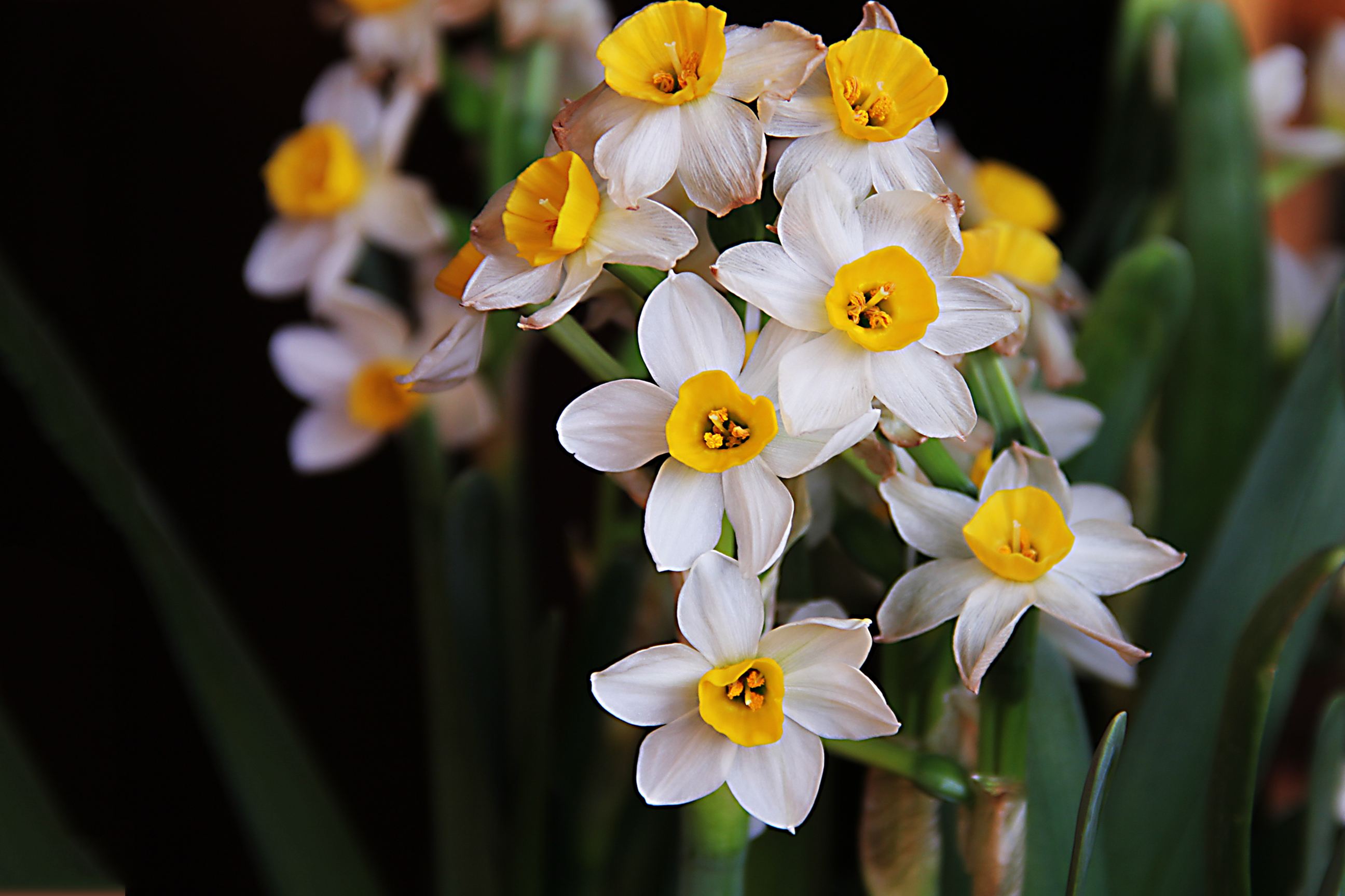 5种"香水花",如果你喜欢香水味,肯定会迷上它们,太香了