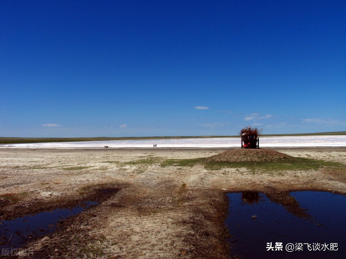 为什么盐碱地条件下，滴灌棉田遇到较大降雨会出现死苗的情况？