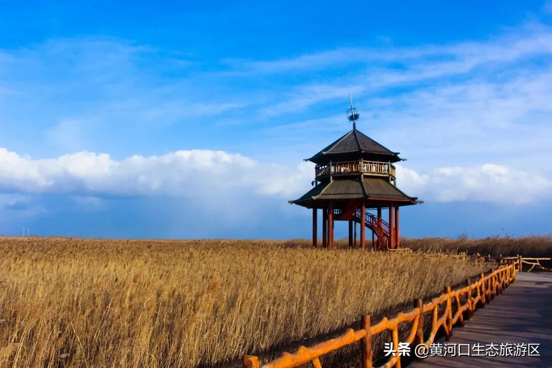【黄河口生态旅游区】岁末大寒至 静候春归来