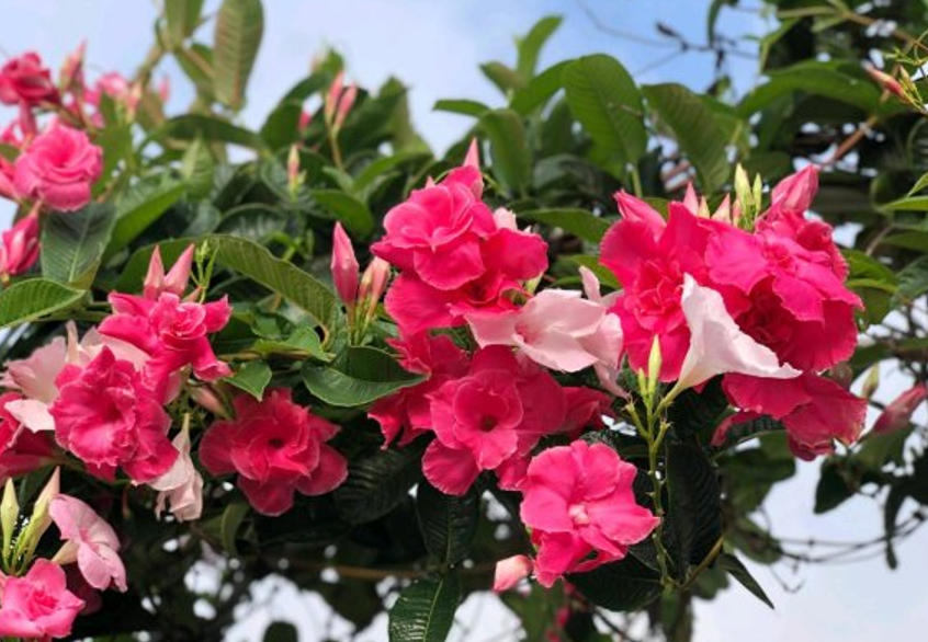 不喜歡小型花草，那就養9種“大盆花”，名字霸氣，好養寓意好