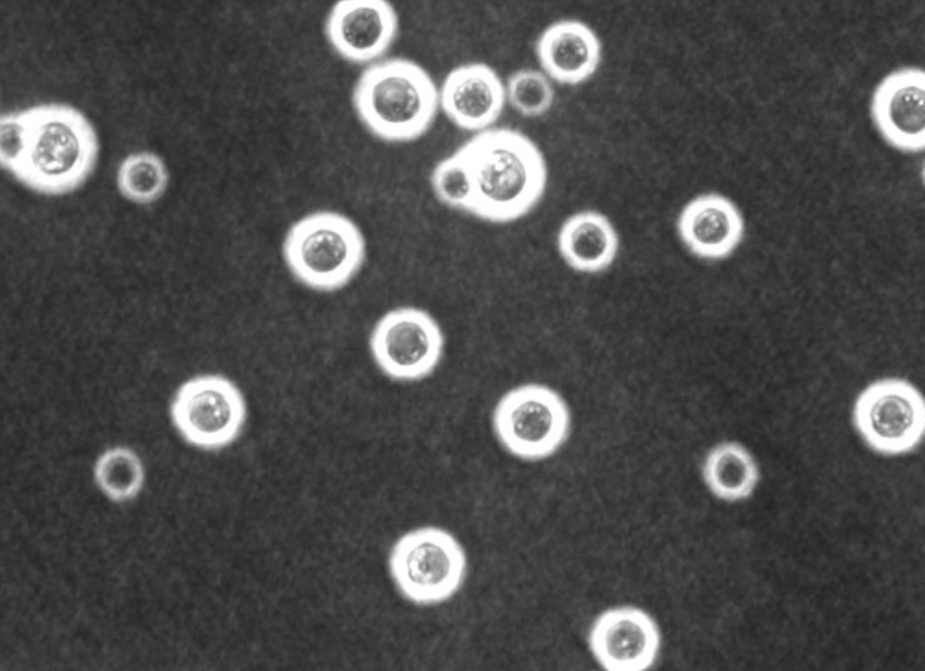 �ж�ŵ�������ֵ�����������̷��䡱��ֳ���п��ܳ�Ϊ����ڿƼ�