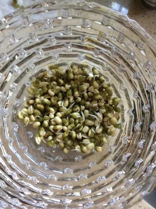 一碗绿豆一盆水，6~7天出豆芽，热炒凉拌味道美