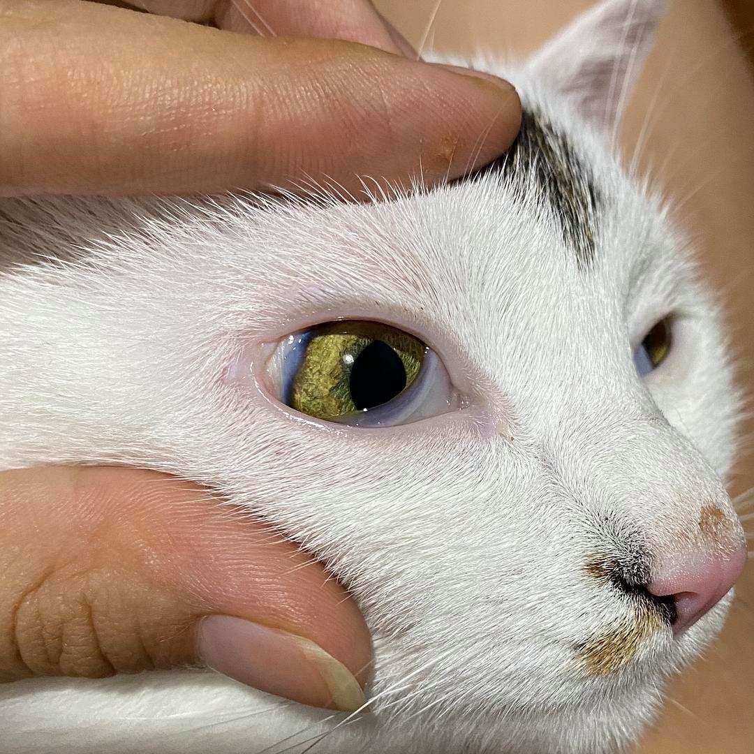 平时我们是看不到猫咪的第三眼睑的,如果猫咪的第三眼睑外露,那就要