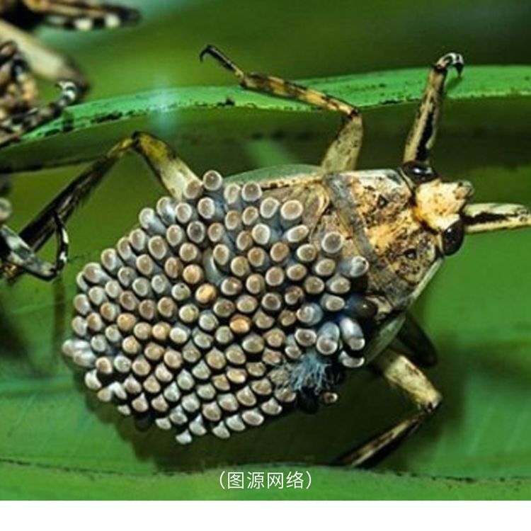 你有密集恐惧症吗？7张图测试一下，看看你能坚持到第几个