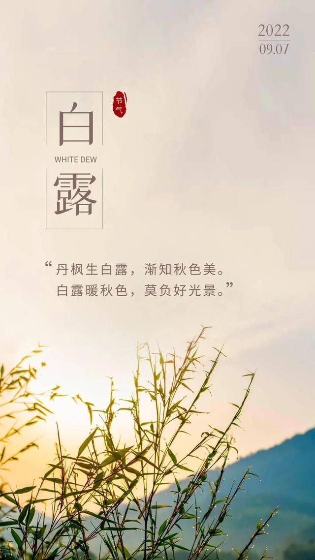 白露图片配图唯美高清带字大全,白露朋友圈问候语文案句子最新消息