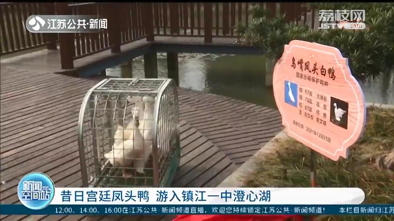 快看！“宫廷鸭”——乌嘴凤头白鸭畅游镇江一中学湖面
