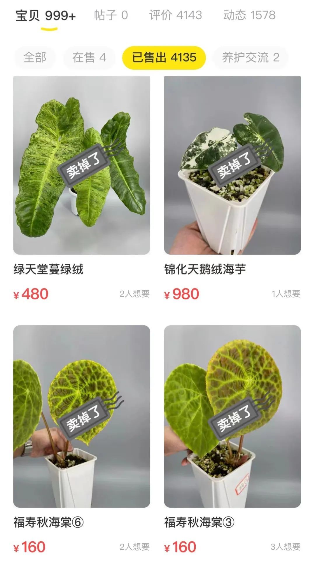 潮流圈开始“炒”植物了？花盆竟高达三四万