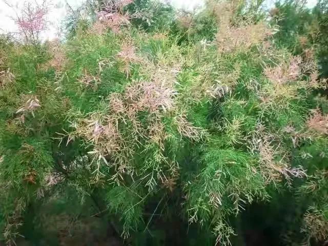 “南红北柳”在全国叫响一一全国海洋生态品牌现场会在山东召开