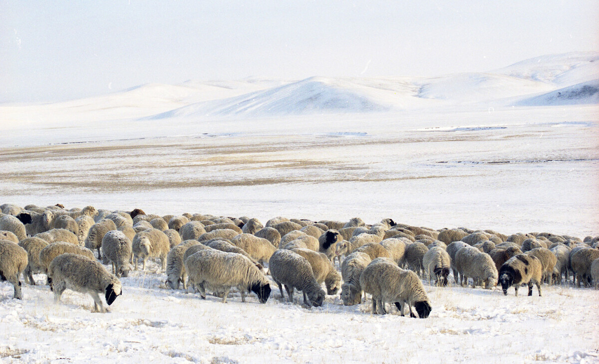 关于呼伦贝尔冬季的美文呼伦贝尔冬季图片