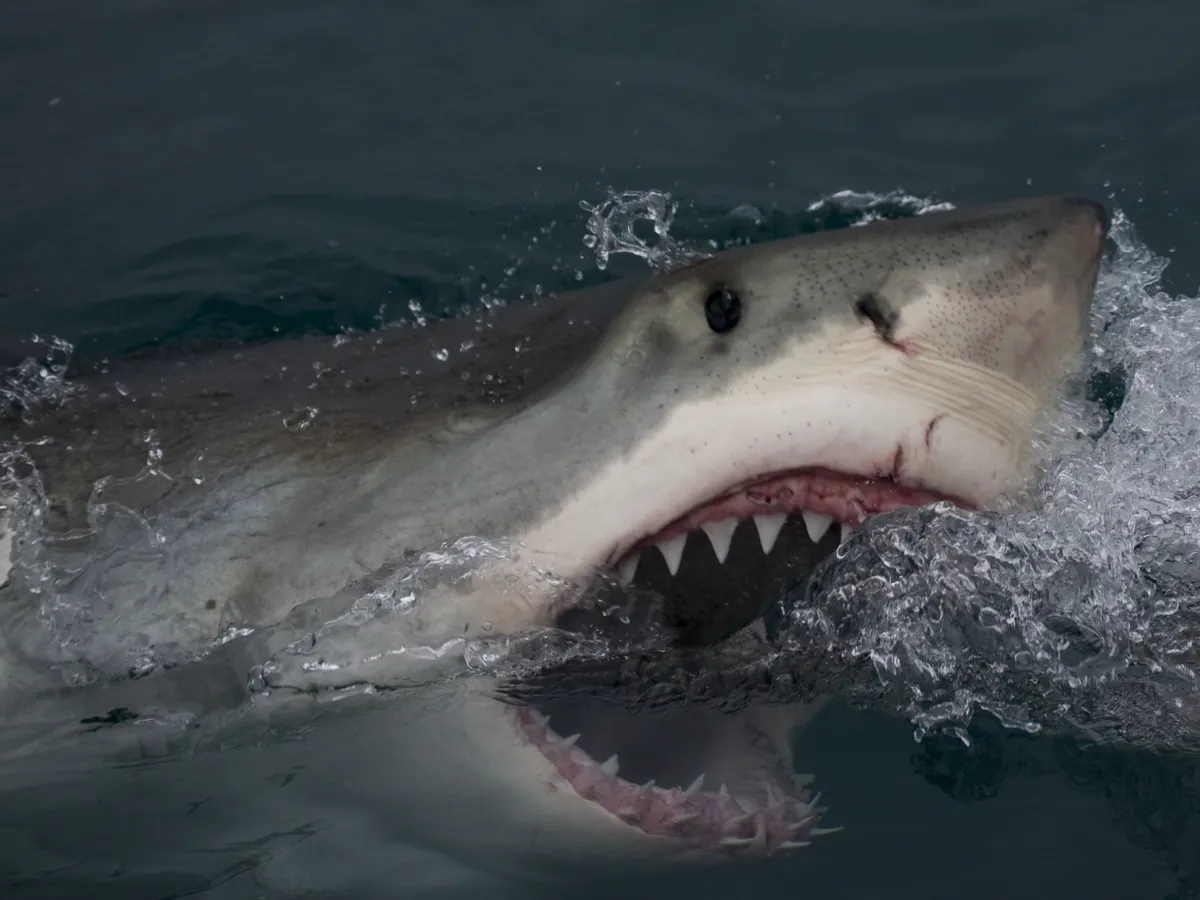 关于大白鲨的10条知识，你知道几个？