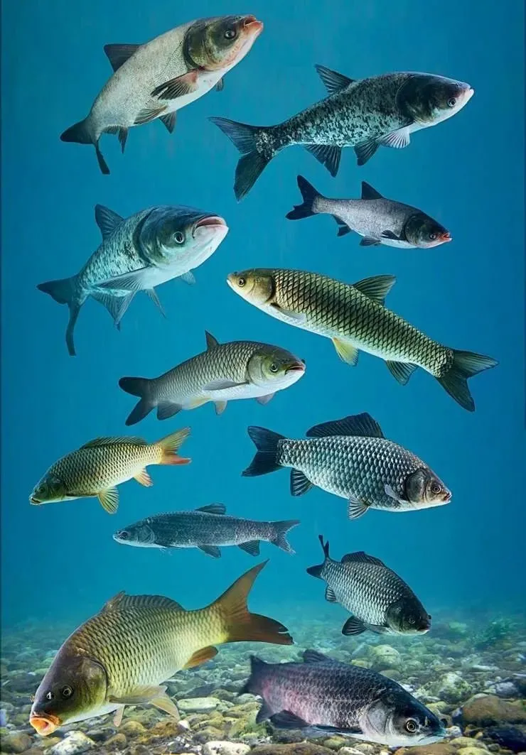 鱼类食性：不同鱼类有不同食性，同时也因此而改变其生活水层