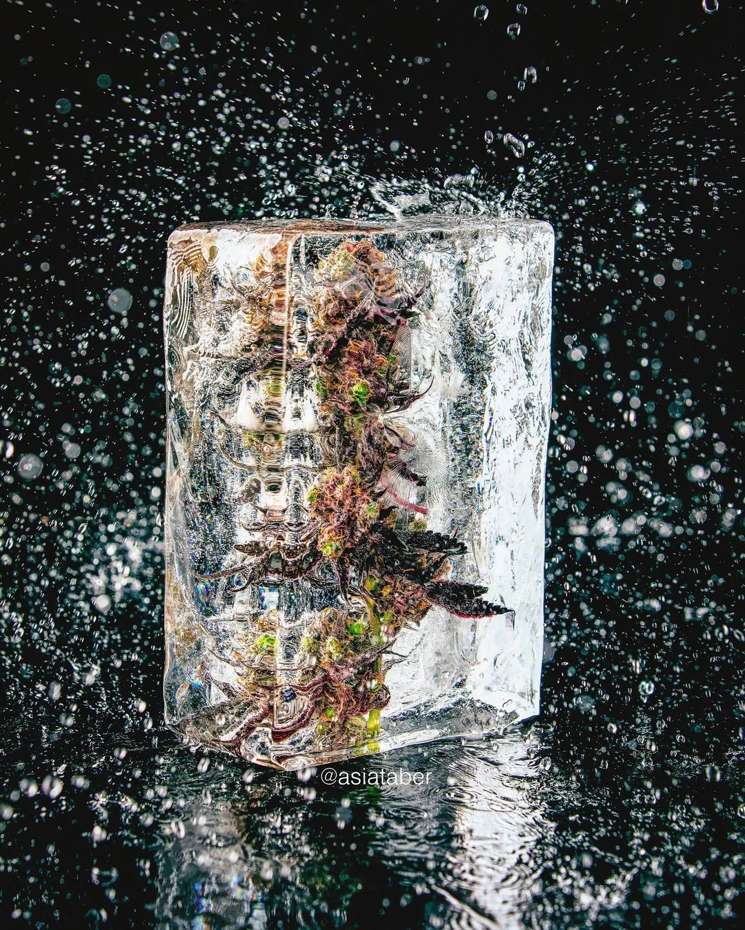 冰冻的鲜花,是花艺师对生命的反哺