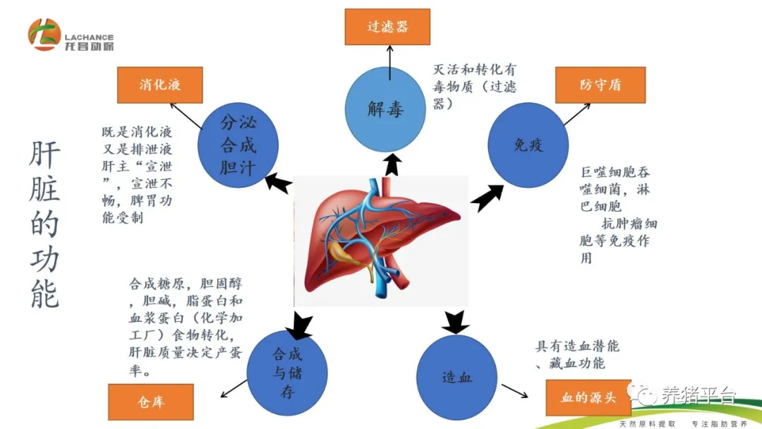 母猪肝净好处竟然这么多母猪多产仔猪场利润提升一大截