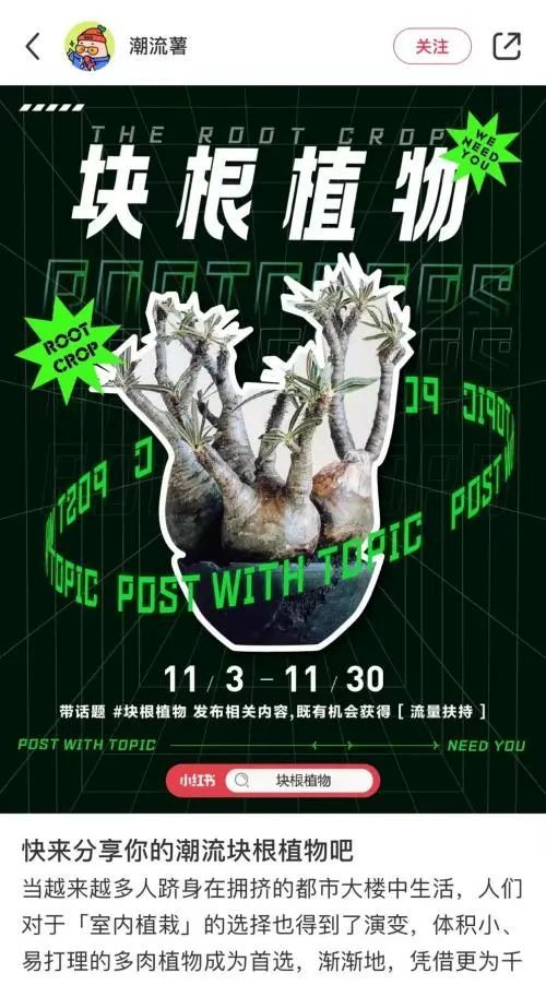 潮流圈开始“炒”植物了？花盆竟高达三四万