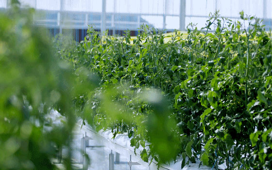 智慧温室大棚蔬菜种植技术研究