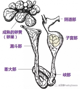 四川农业大学：蛋鸡产蛋，有望助力研究卵巢癌