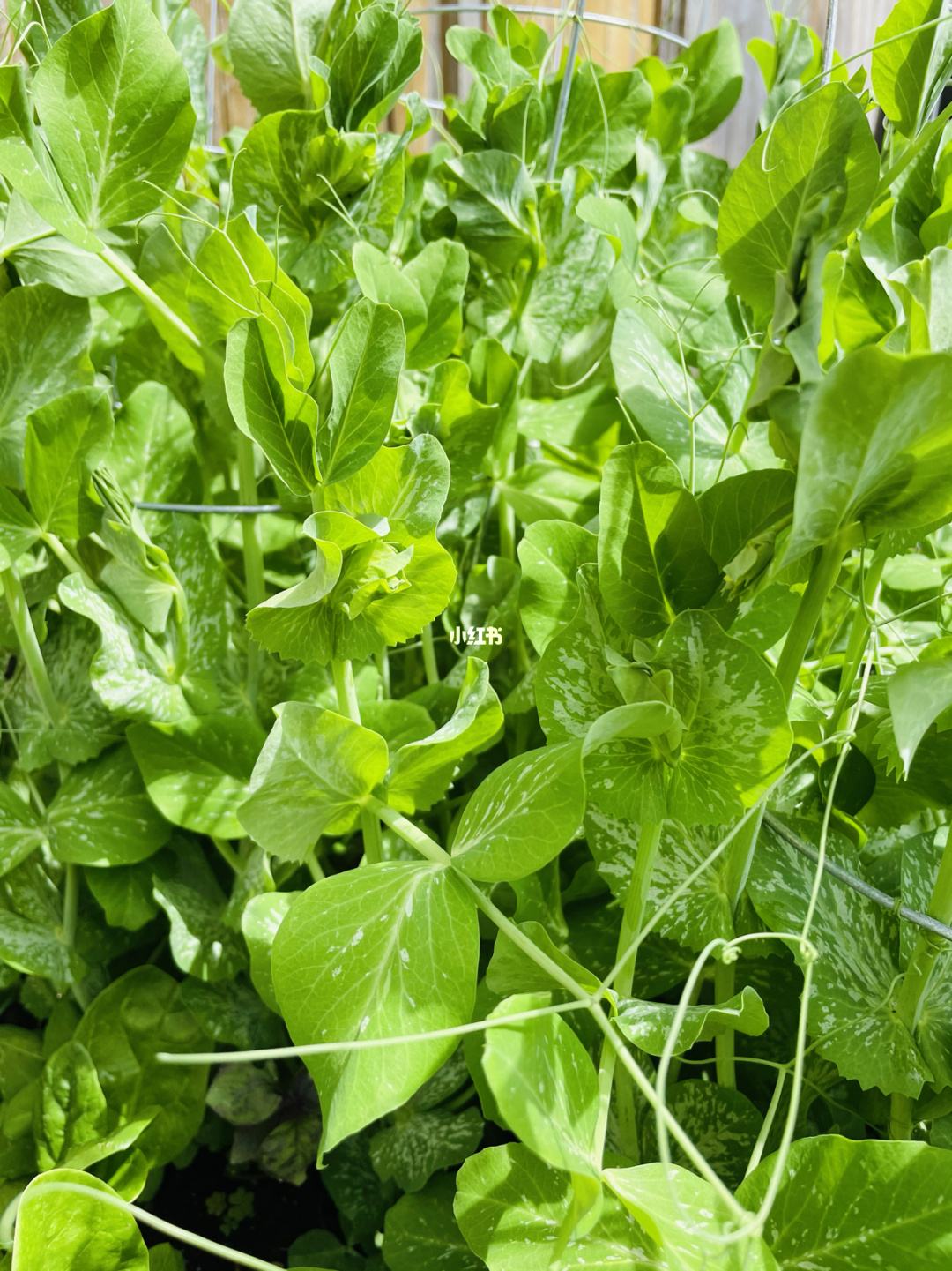豌豆该怎么育苗？豌豆种植管理方案分享