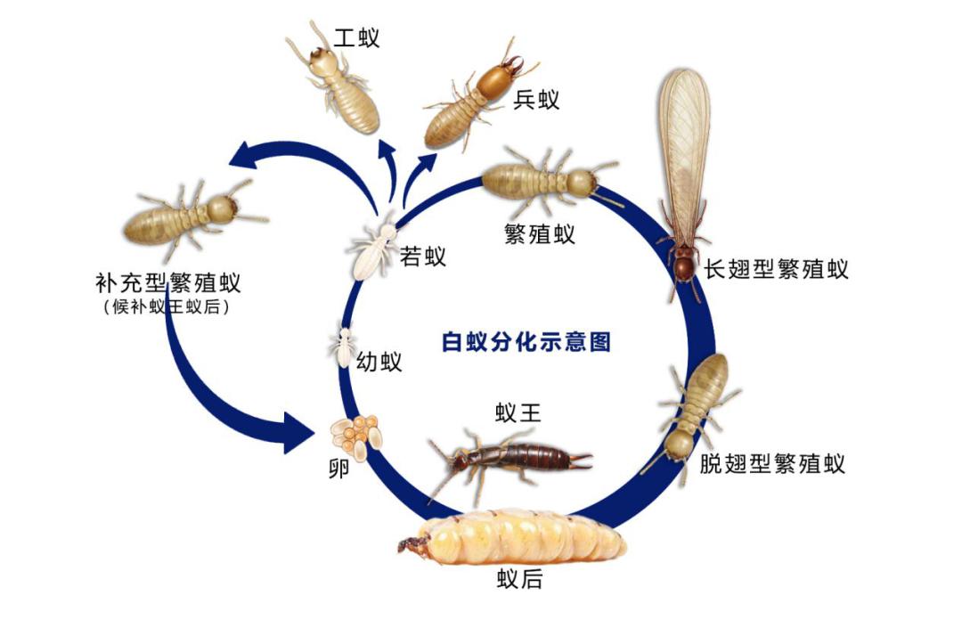售价堪比黄金,长在白蚁窝里的菌类,挖到的人为何不愿卖?