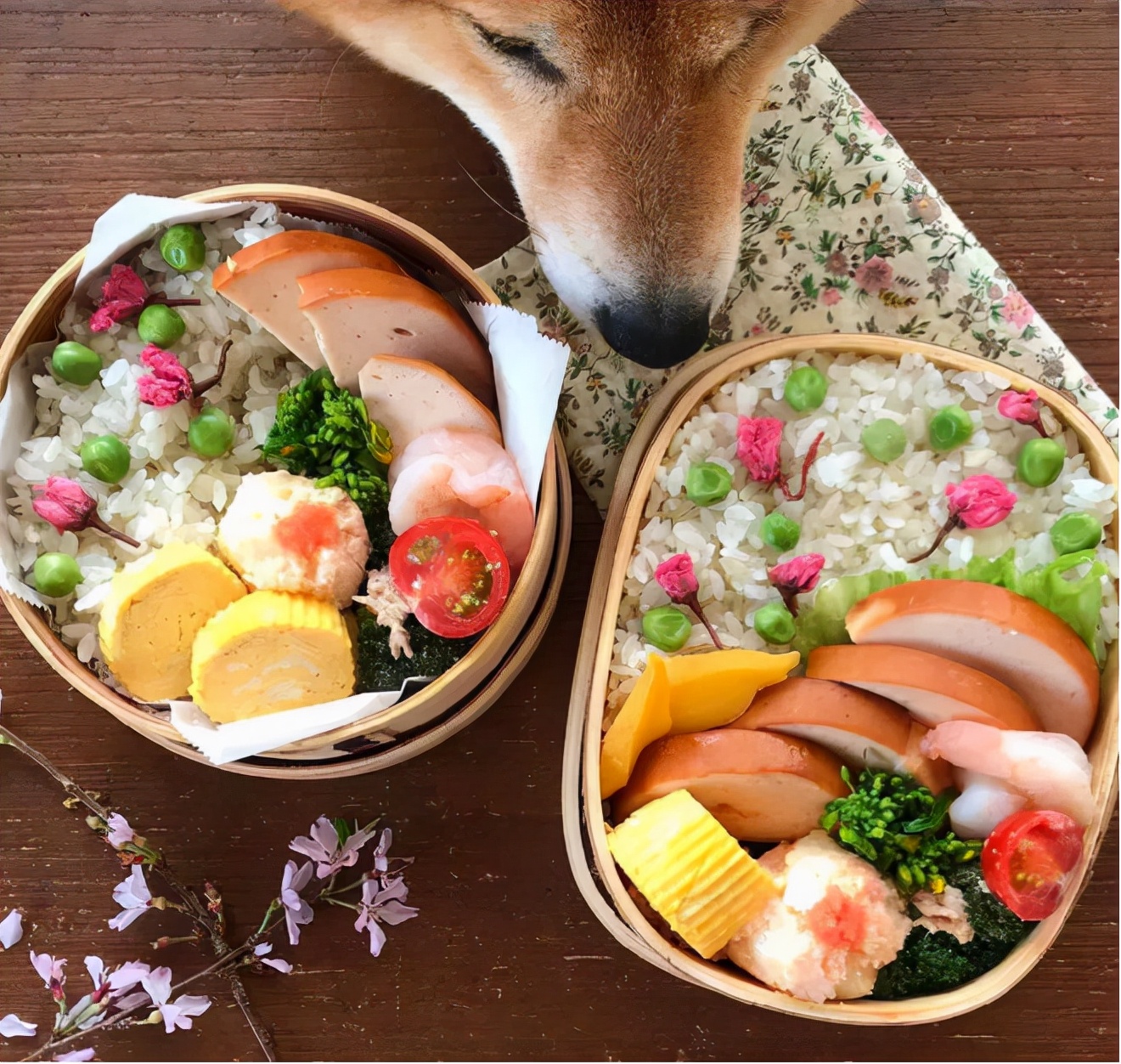 看完這位日本網友的萌寵曬照：一人一柴三餐四季，被生活治癒了