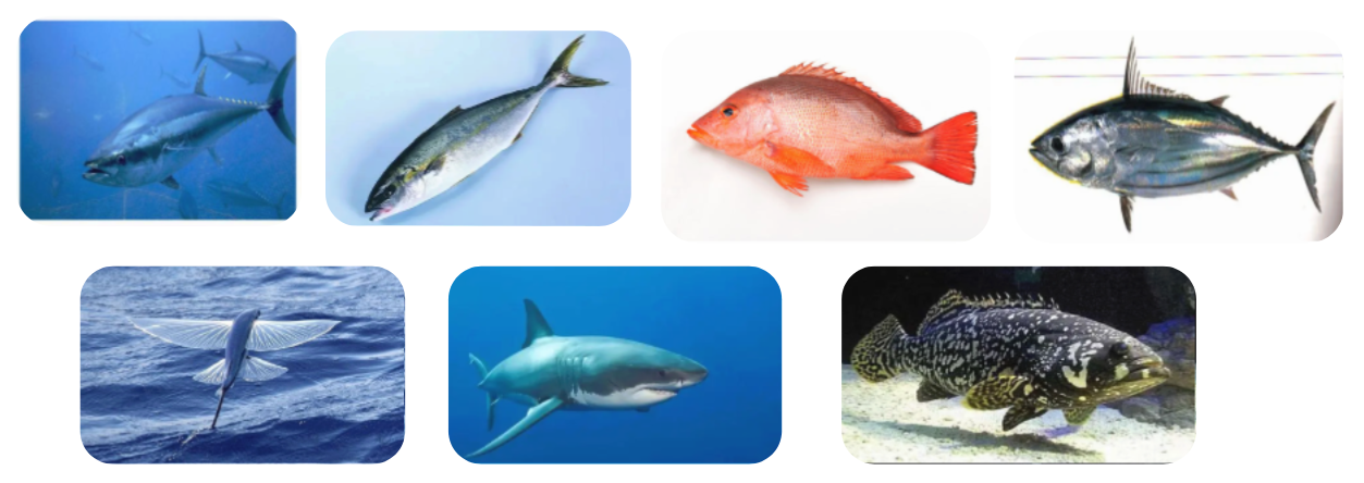 南海著名的四大渔场，看看你知道是哪四个海洋渔场？