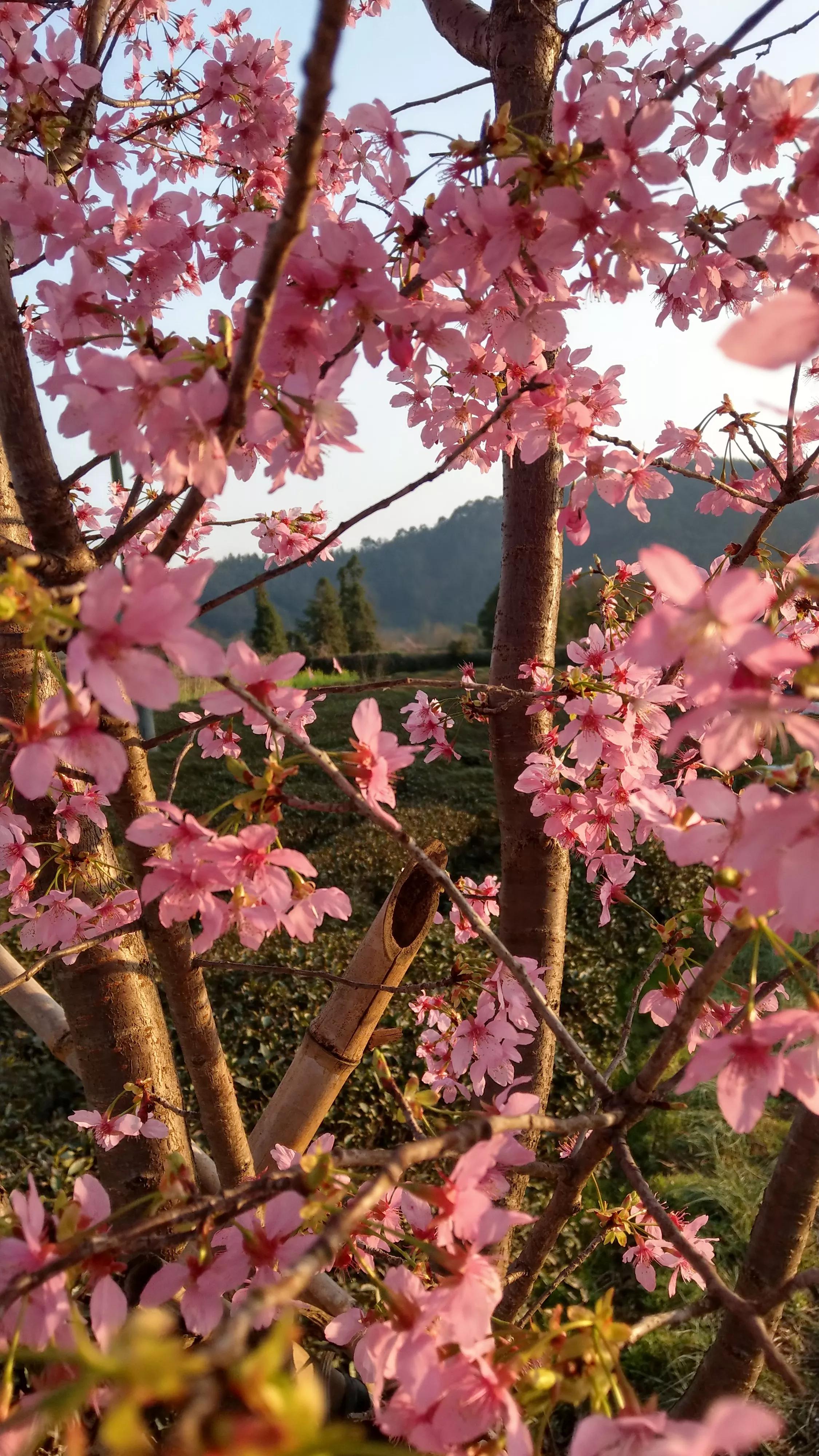 那年匆匆，岁月如风