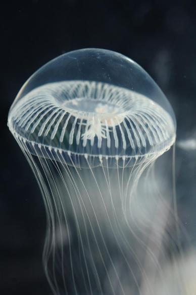 为生物实验做出大贡献的小动物（二）—维多利亚多管发光水母
