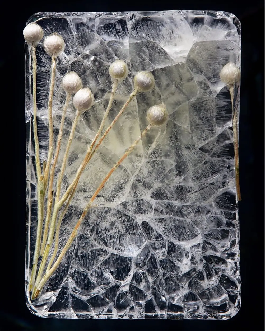 冰冻的鲜花,是花艺师对生命的反哺