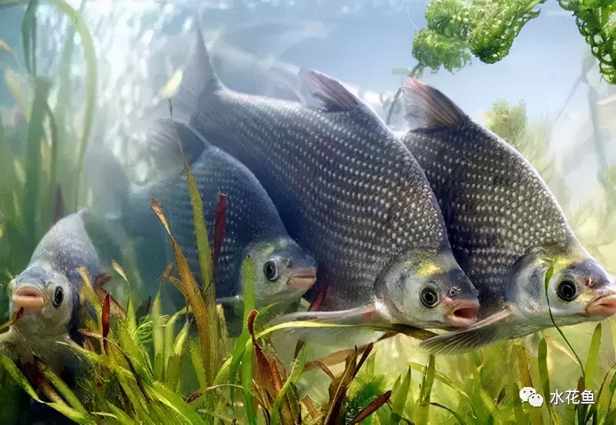 水生动物图文欣赏5鱼类的九种食性四大主要食性鱼类与五小类食性鱼类